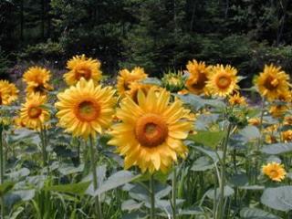 Sunflowers